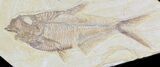Detailed Diplomystus Fish Fossil From Wyoming #32736-1